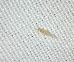 Takecallis arundinariae