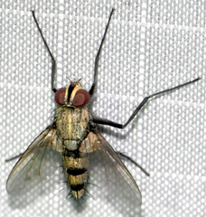 Microphthalma disjuncta
