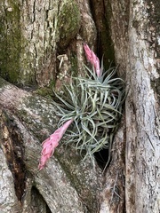 Tillandsia macdougallii