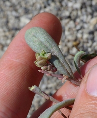 Calyptridium roseum