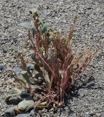 Calyptridium roseum