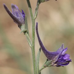 Delphinium halteratum