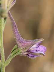 Delphinium halteratum