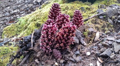 Kopsiopsis strobilacea