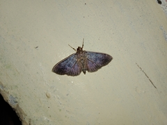 Coptobasis