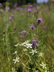 Sabatia quadrangula