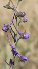 Delphinium halteratum