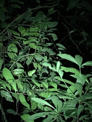 Trioceros deremensis