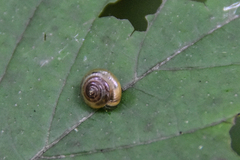 Ventridens ligera