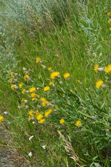 Centaurea chartolepis