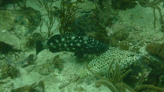 Epinephelus coeruleopunctatus