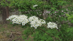 Spiraea media