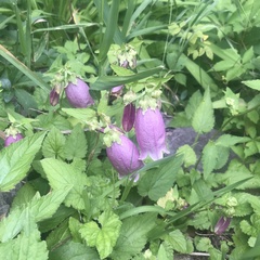 Campanula punctata