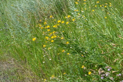 Centaurea chartolepis