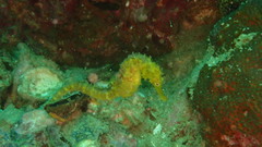 Hippocampus comes