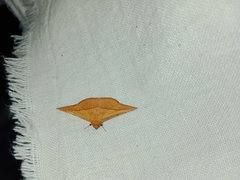 Striglina