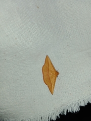 Striglina