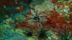 Echinothrix