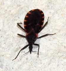 Triatoma sanguisuga