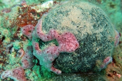 Polysyncraton lacazei