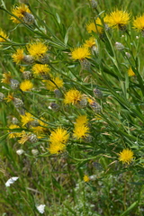 Centaurea chartolepis