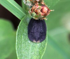 Cassida atrata