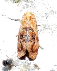 Cochylis bucera