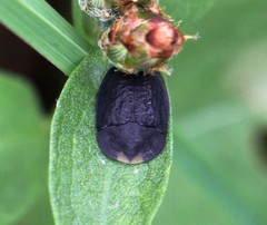 Cassida atrata