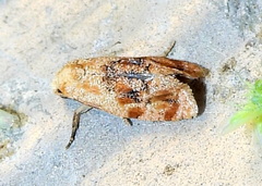 Cochylis bucera
