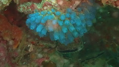 Pycnoclavella