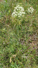 Peucedanum oreoselinum