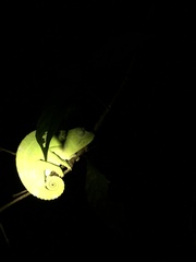 Trioceros deremensis