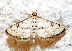 Hileithia rehamalis