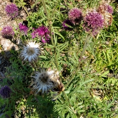 Centaurea scabiosa