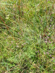 Peucedanum oreoselinum
