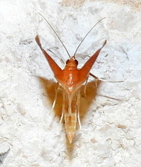 Oenobotys texanalis