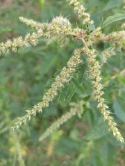 Amaranthus hybridus
