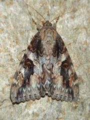 Catocala irene