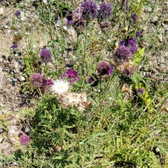 Centaurea scabiosa