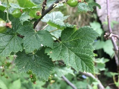 Ribes petraeum