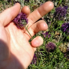 Centaurea scabiosa