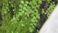 Adiantum jordanii