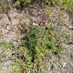 Centaurea scabiosa