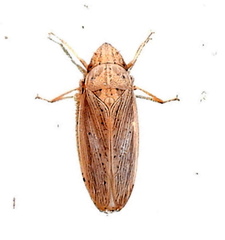 Prairiana