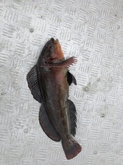 Hexagrammos lagocephalus