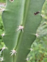 Acanthocereus tetragonus