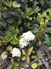 Photinia