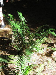 Asplenium scleroprium