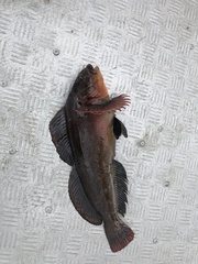 Hexagrammos lagocephalus