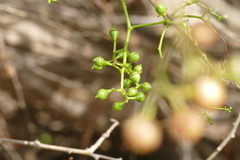 Cordia dichotoma